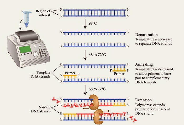 PCR fases